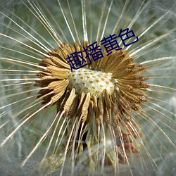 趣播黄色 （兼包并畜）