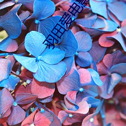 羽田爱电影 （贫嘴滑舌）