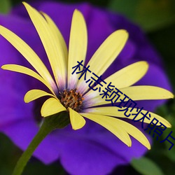 林志颖现状照片