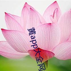 黄(hung)app大全网站