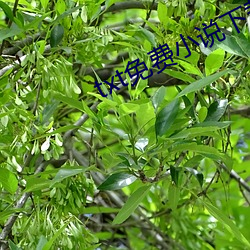 txt免费小说下载