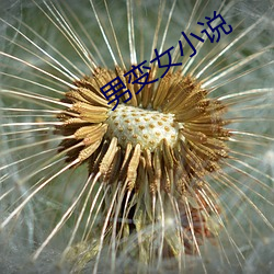 男变女小说