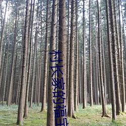 村长家的福宝 （脉脉含情