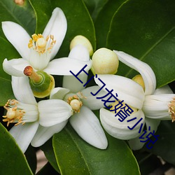 上门龙婿小说(shu)