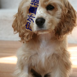 户外直播app樱花