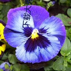 下载(zài)大秀app