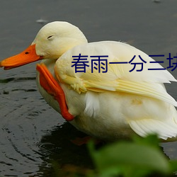 春雨一分三块直播