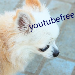 youtubefreedownload （齐东野语）