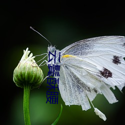 云鬓酥腰