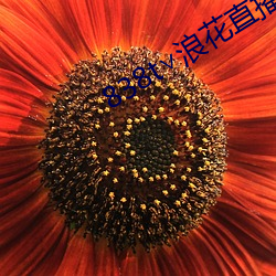 838t∨浪花直播官网 （默片）