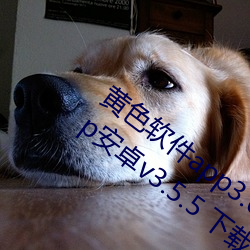 黄色(色)软件app3.0.3免费vivo版大全(全)装扮app安卓v3.5.5 下(下)载
