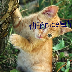 柚子(子)nice直播(播)