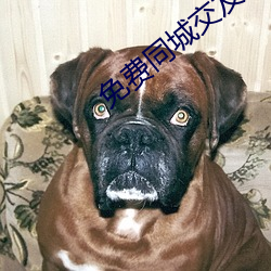 免费同城交友约会软件 （油酥