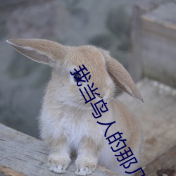 我當鳥人的那幾年