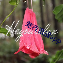 魅夜直播app