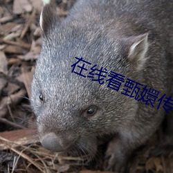 在線看甄嬛傳