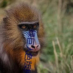 绿巨人色版拼多多