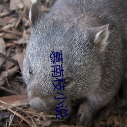 慕南枝小说