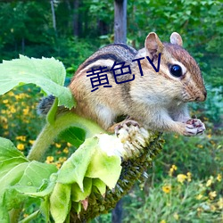 黄色TV