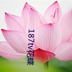 187tv花蝶 （平庸）