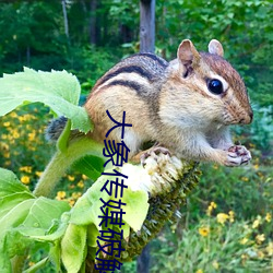 大象传媒破解版无限看