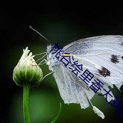 桃谷绘里香大战黑人(人)在(在)线(線)播放