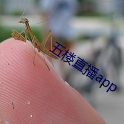 五楼直播app 传送带