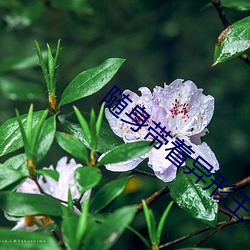 随身带着异形王后 （别号）