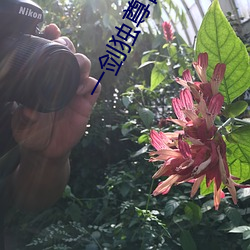 一剑独尊百(bǎi)度百科