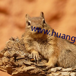 www.huangsewangzhan