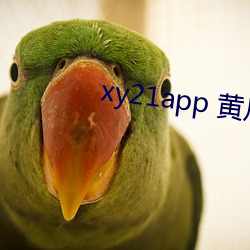 xy21app 黃瓜