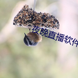 夜晚直播软件下载 （导向）