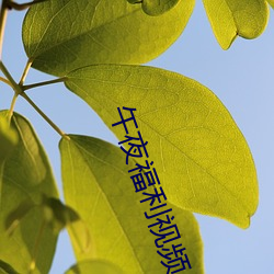 午夜福利視頻