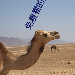 免(免)费(費)看的黄(黃)片软件(件)