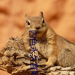 四色永久官網