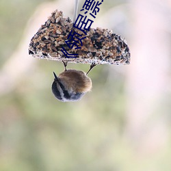 《领居漂亮的妻子》美国