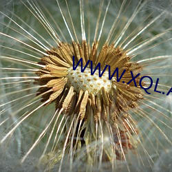 WWW.XQL.APP)