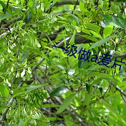 一級做a爰片性色毛片小說