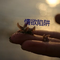 情欲陷阱