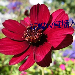 花蝶tv直播入口