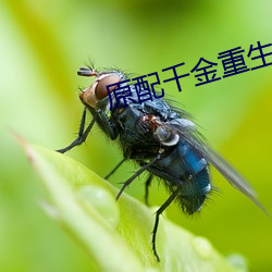 原配千金重生了