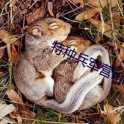 特种兵军营np