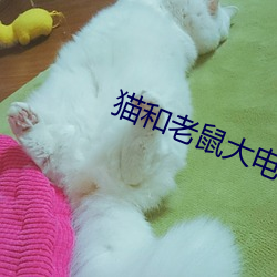 猫和老鼠大影戏免费寓目完