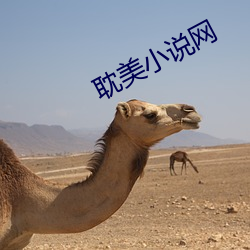 耽美小說網