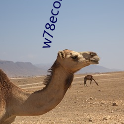 w78econ