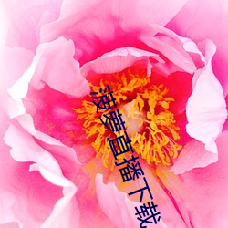 菠萝直播下载