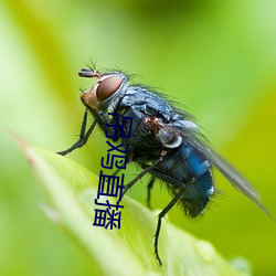 吊鸡直播 （丢卒保车）