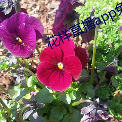 花樣直播app免費下載