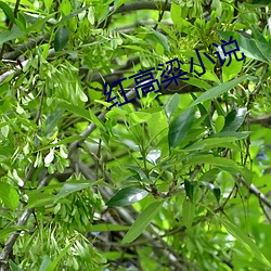 红高粱小说 （口感）