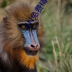 EN免费精品视(視)频